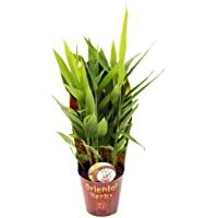 Thai ginger- Alpina galanga 12cm